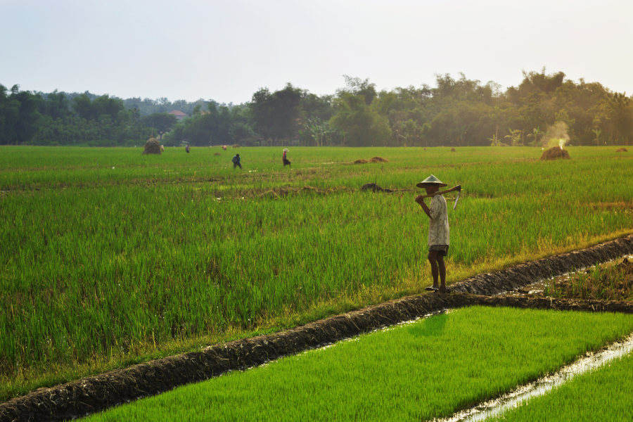 Rice field