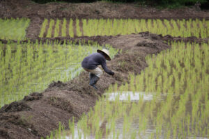 Rice field